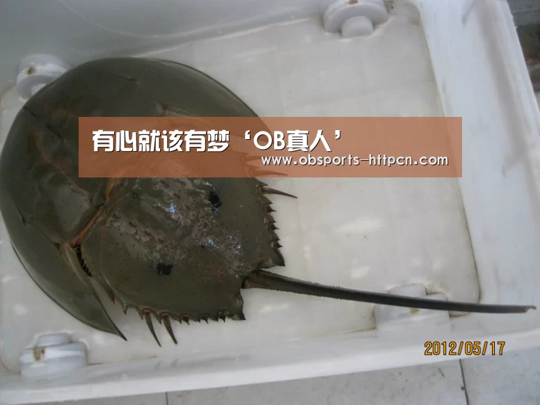 有心就该有梦‘OB真人’(图2) 欧宝